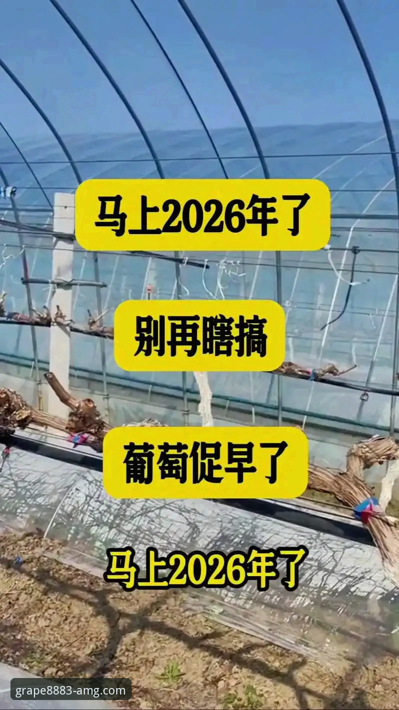 新葡萄官网2026新版深度分析：安卓版安装效率与用户增长数据全解析